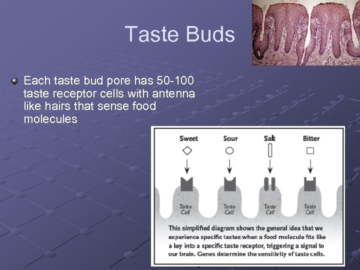 Taste Buds Each taste bud pore has 50 100 taste receptor cells with antenna