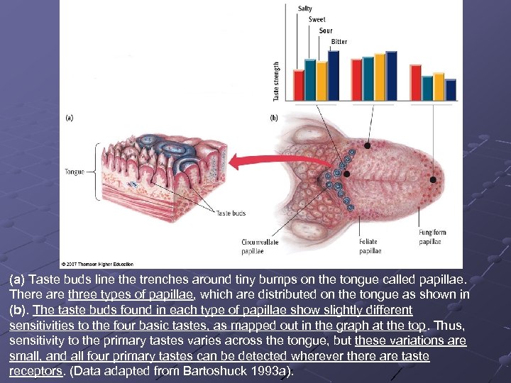 (a) Taste buds line the trenches around tiny bumps on the tongue called papillae.