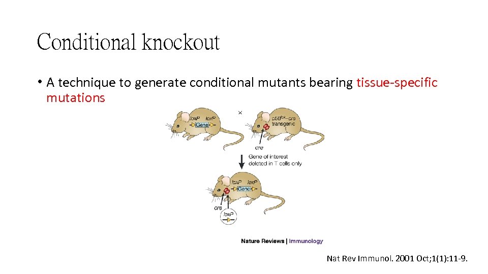 Conditional knockout • A technique to generate conditional mutants bearing tissue-specific mutations Nat Rev