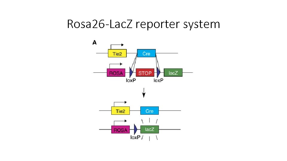 Rosa 26 -Lac. Z reporter system 