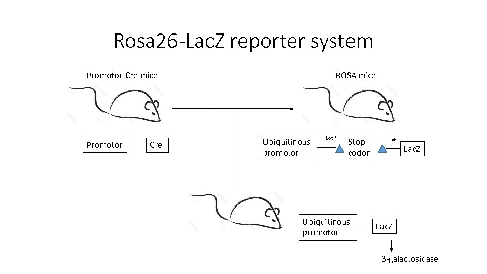 Rosa 26 -Lac. Z reporter system Promotor-Cre mice Promotor Cre ROSA mice Ubiquitinous promotor