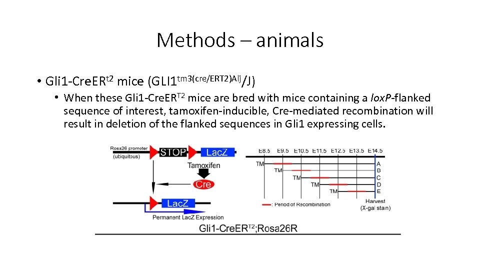 Methods – animals • Gli 1 -Cre. ERt 2 mice (GLI 1 tm 3(cre/ERT