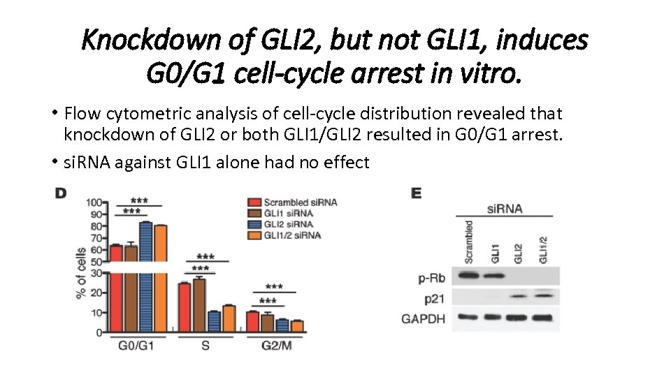 Knockdown of GLI 2, but not GLI 1, induces G 0/G 1 cell-cycle arrest
