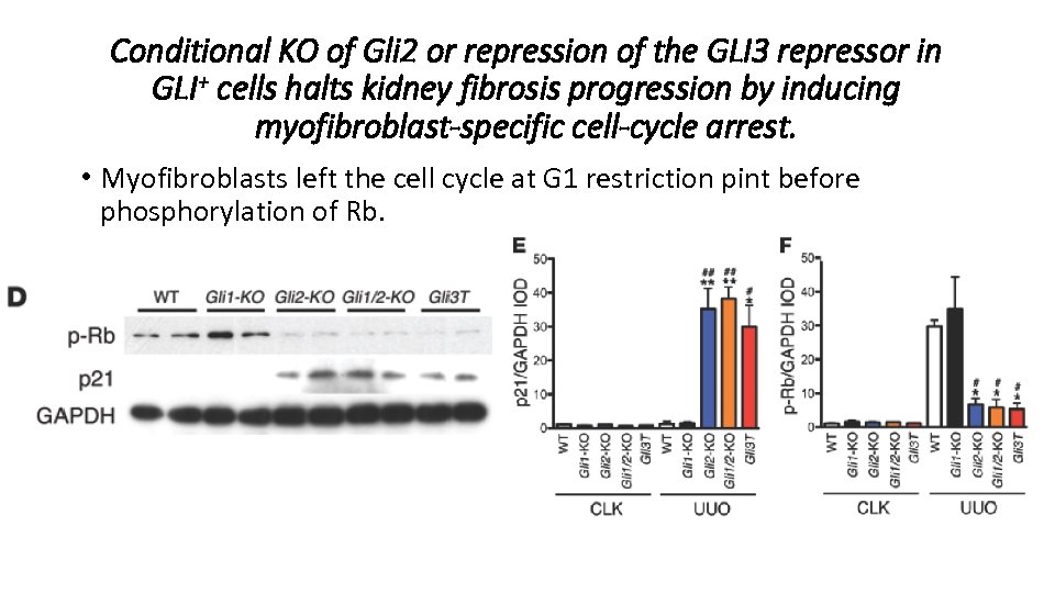 Conditional KO of Gli 2 or repression of the GLI 3 repressor in GLI+