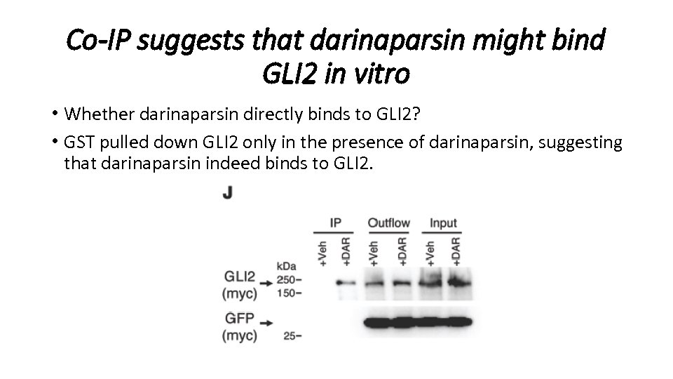 Co-IP suggests that darinaparsin might bind GLI 2 in vitro • Whether darinaparsin directly