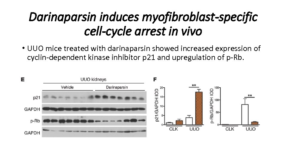 Darinaparsin induces myofibroblast-specific cell-cycle arrest in vivo • UUO mice treated with darinaparsin showed
