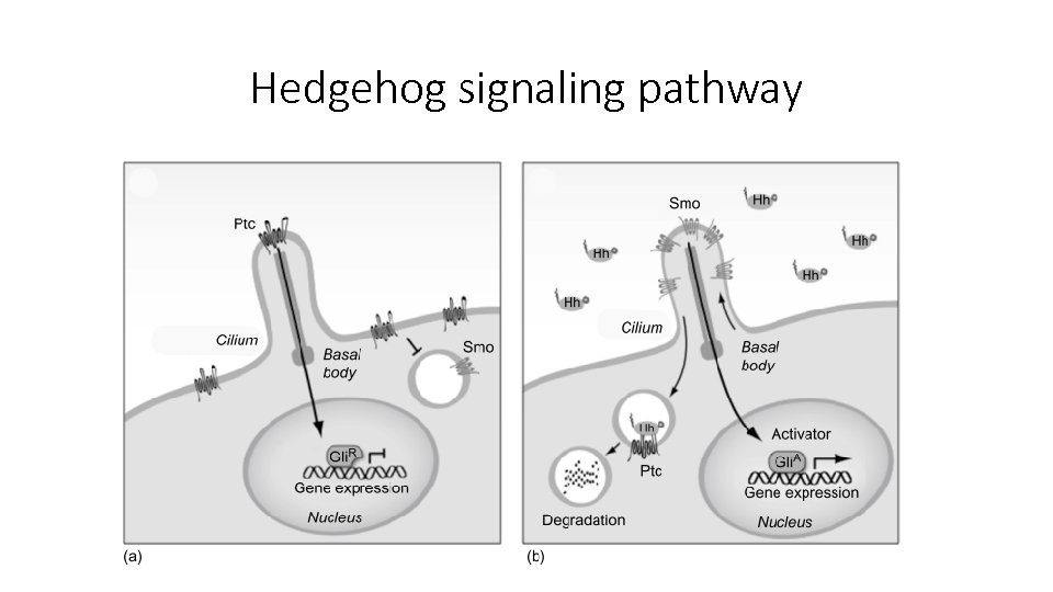 Hedgehog signaling pathway 