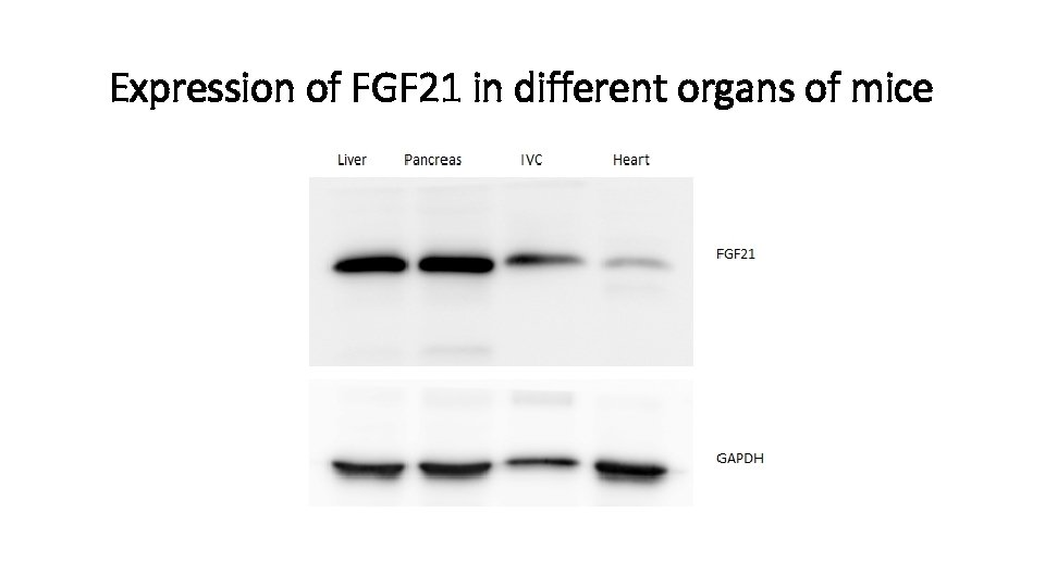 Expression of FGF 21 in different organs of mice 