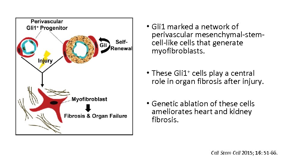  • Gli 1 marked a network of perivascular mesenchymal-stemcell-like cells that generate myofibroblasts.