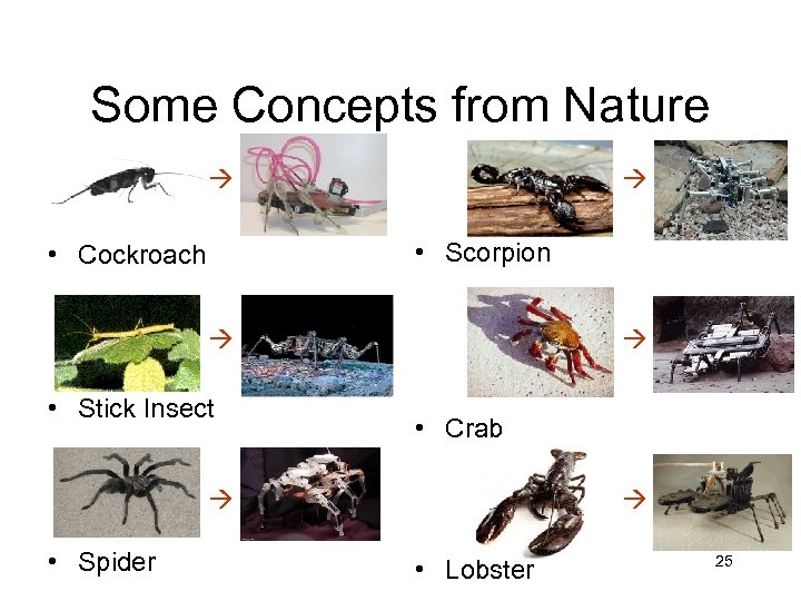 Some Concepts from Nature • Scorpion • Cockroach • Stick Insect • Crab •