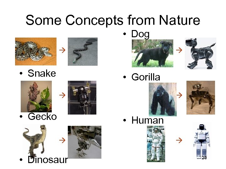 Some Concepts from Nature • Dog • Snake • Gorilla • Gecko • Human