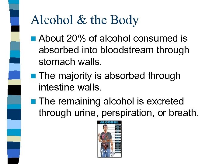 Alcohol & the Body n About 20% of alcohol consumed is absorbed into bloodstream
