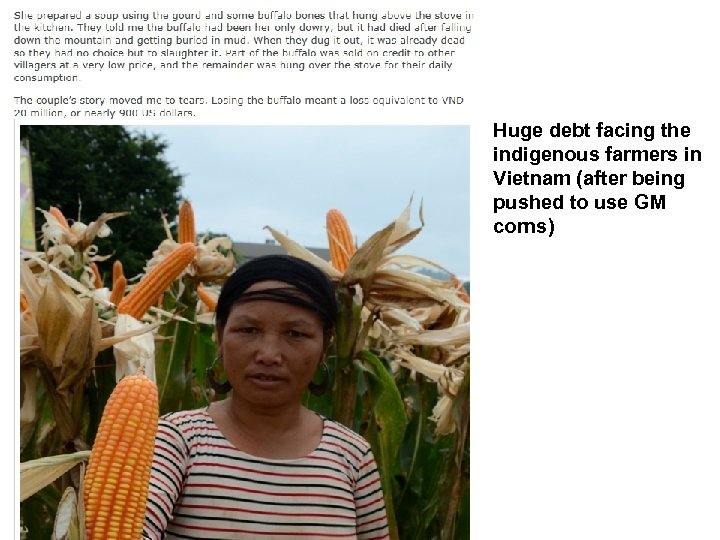 Huge debt facing the indigenous farmers in Vietnam (after being pushed to use GM