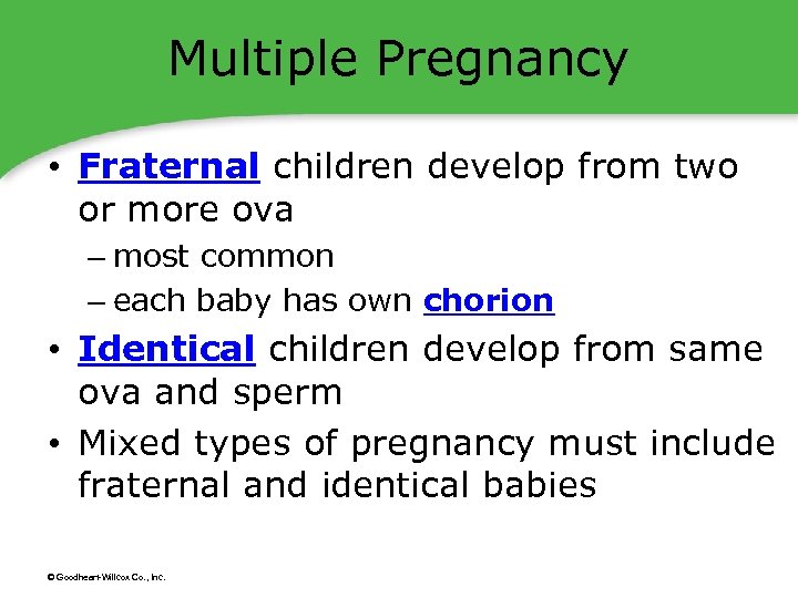 Multiple Pregnancy • Fraternal children develop from two or more ova – most common