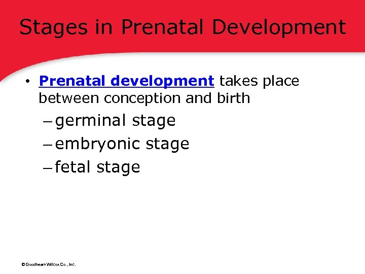 Stages in Prenatal Development • Prenatal development takes place between conception and birth –