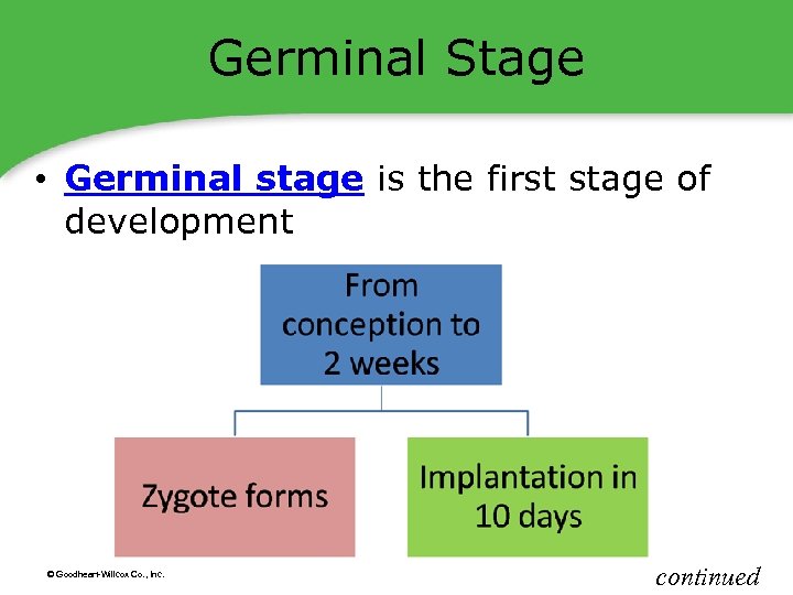 Germinal Stage • Germinal stage is the first stage of development © Goodheart-Willcox Co.