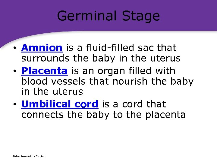 Germinal Stage • Amnion is a fluid-filled sac that surrounds the baby in the