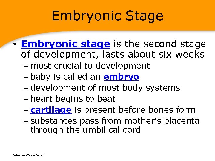 Embryonic Stage • Embryonic stage is the second stage of development, lasts about six