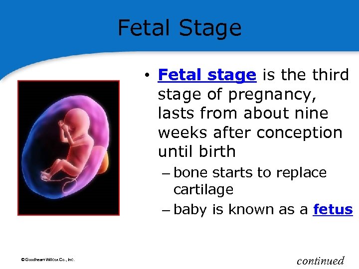 Fetal Stage • Fetal stage is the third stage of pregnancy, lasts from about