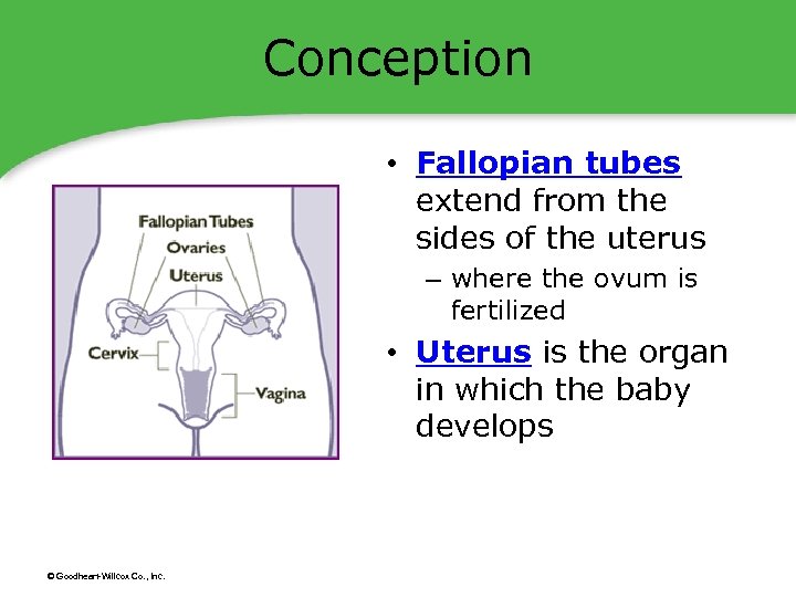 Conception • Fallopian tubes extend from the sides of the uterus – where the