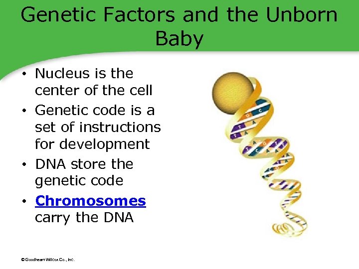 Genetic Factors and the Unborn Baby • Nucleus is the center of the cell