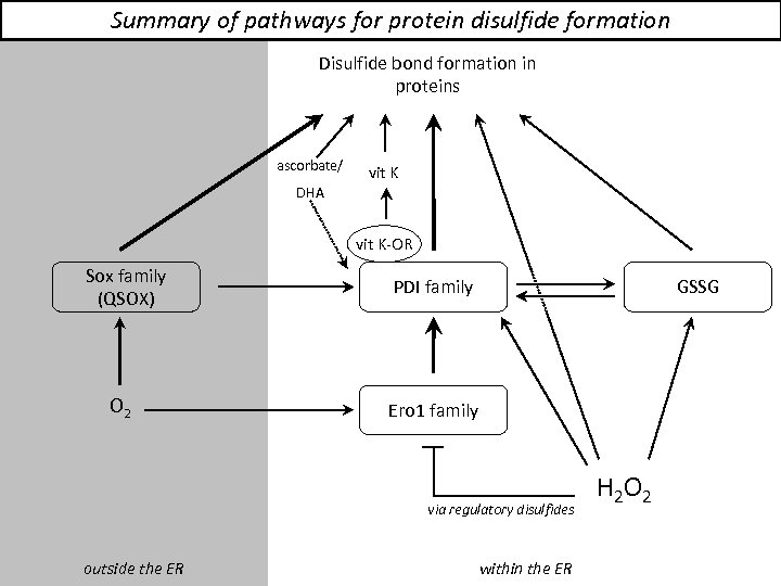 Summary of pathways for protein disulfide formation Disulfide bond formation in proteins ascorbate/ vit