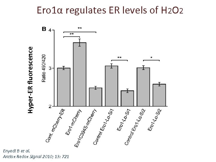 Hyper-ER fluorescence Ero 1α regulates ER levels of H 2 O 2 Enyedi B