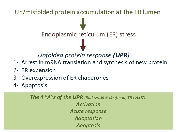 Un/misfolded protein accumulation at the ER lumen Endoplasmic reticulum (ER) stress 1234 - Unfolded