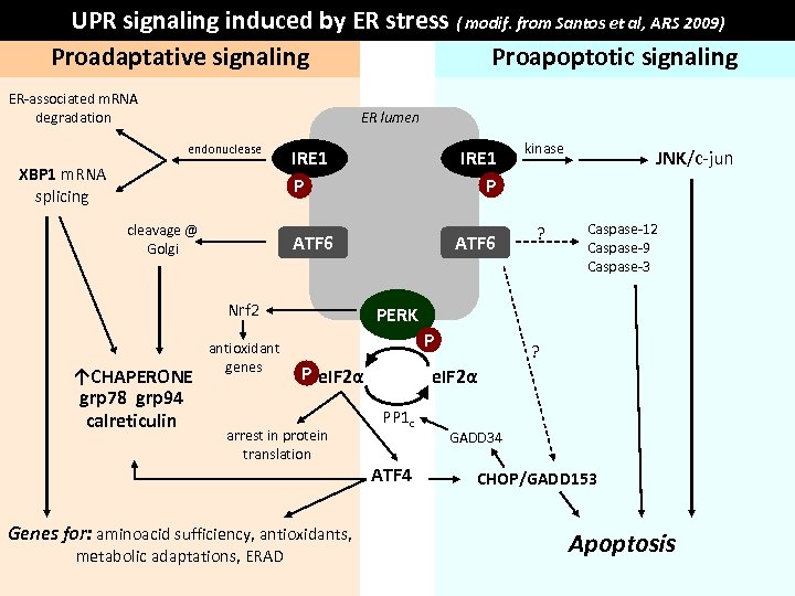 UPR signaling induced by ER stress ( modif. from Santos et al, ARS 2009)