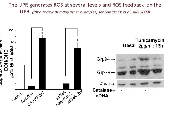 100 80 Δ% Tn vs. Basal Superoxide generation – EOH/DHE The UPR generates ROS