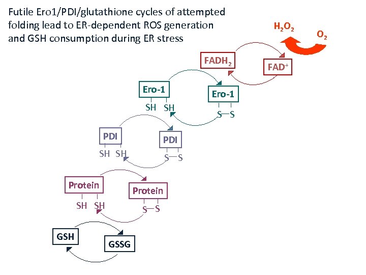 Futile Ero 1/PDI/glutathione cycles of attempted folding lead to ER-dependent ROS generation and GSH