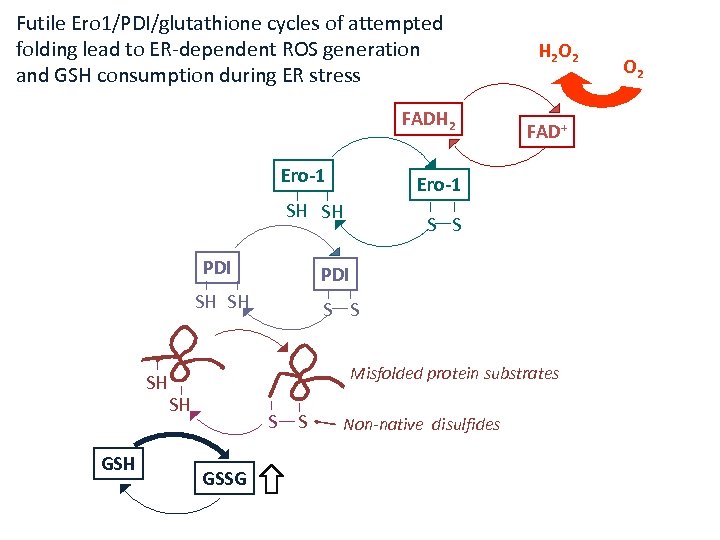 Futile Ero 1/PDI/glutathione cycles of attempted folding lead to ER-dependent ROS generation and GSH