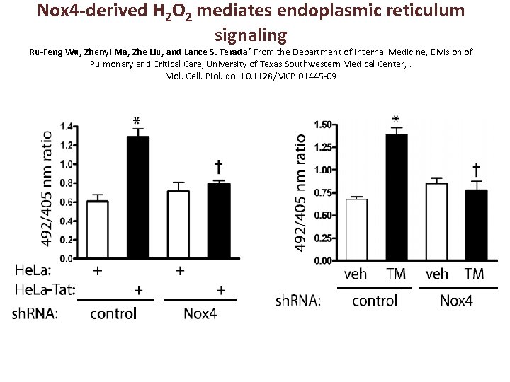 Nox 4 -derived H 2 O 2 mediates endoplasmic reticulum signaling Ru-Feng Wu, Zhenyi