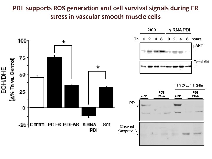 PDI supports ROS generation and cell survival signals during ER stress in vascular smooth