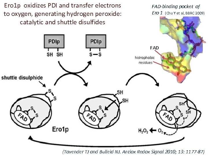 Ero 1 p oxidizes PDI and transfer electrons to oxygen, generating hydrogen peroxide: catalytic