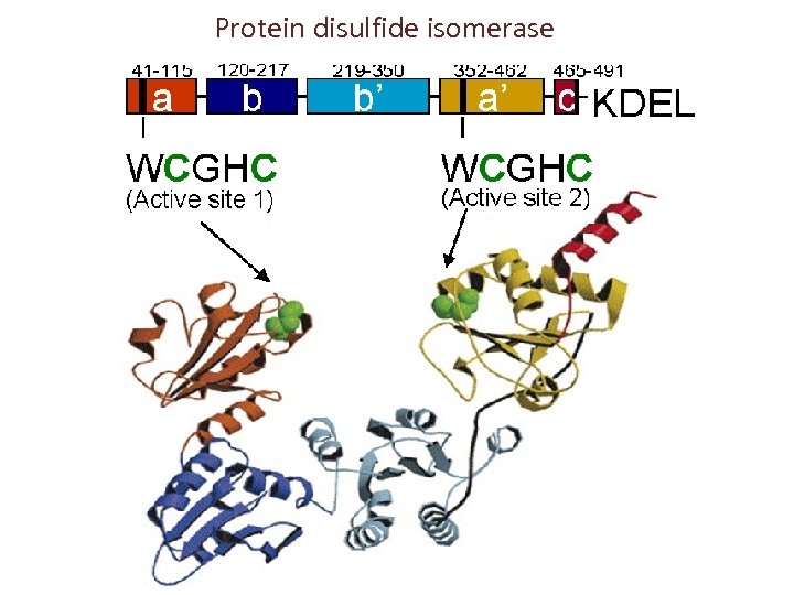 Protein disulfide isomerase 
