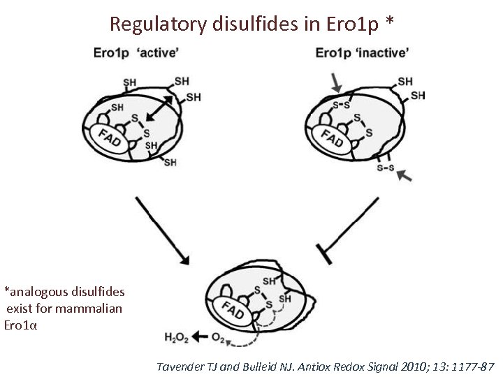 Regulatory disulfides in Ero 1 p * *analogous disulfides exist for mammalian Ero 1α