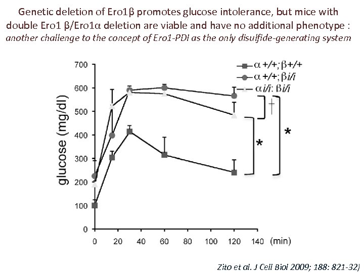 Genetic deletion of Ero 1β promotes glucose intolerance, but mice with double Ero 1
