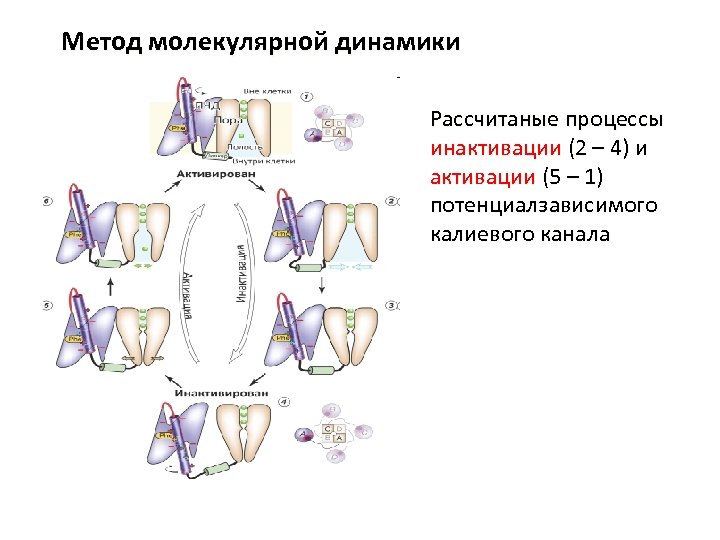 Метод молекулярной динамики Рассчитаные процессы инактивации (2 – 4) и активации (5 – 1)