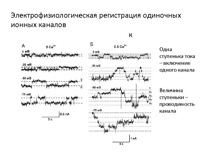 Электрофизиологическая регистрация одиночных ионных каналов к Одна ступенька тока – включение одного канала Величина