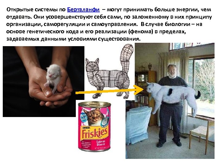 Открытые системы по Берталанфи – могут принимать больше энергии, чем отдавать. Они усовершенствуют себя