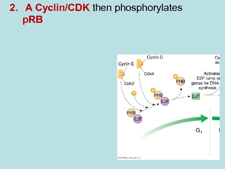 2. A Cyclin/CDK then phosphorylates p. RB 