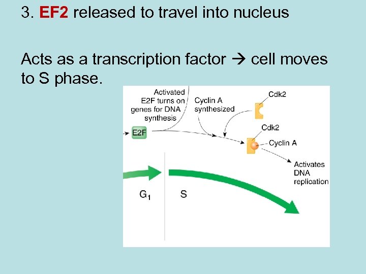 3. EF 2 released to travel into nucleus Acts as a transcription factor cell