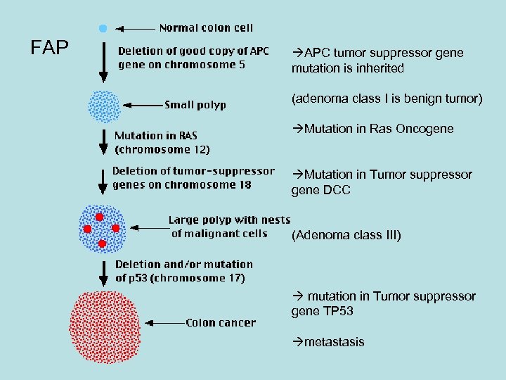 FAP APC tumor suppressor gene mutation is inherited (adenoma class I is benign tumor)