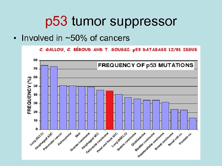 p 53 tumor suppressor • Involved in ~50% of cancers 
