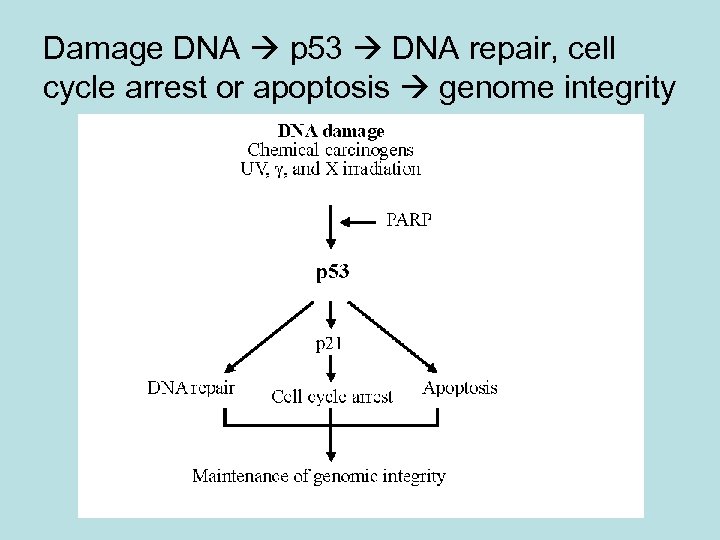 Damage DNA p 53 DNA repair, cell cycle arrest or apoptosis genome integrity 