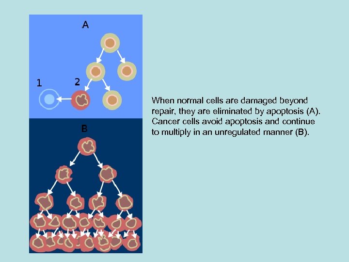 When normal cells are damaged beyond repair, they are eliminated by apoptosis (A). Cancer
