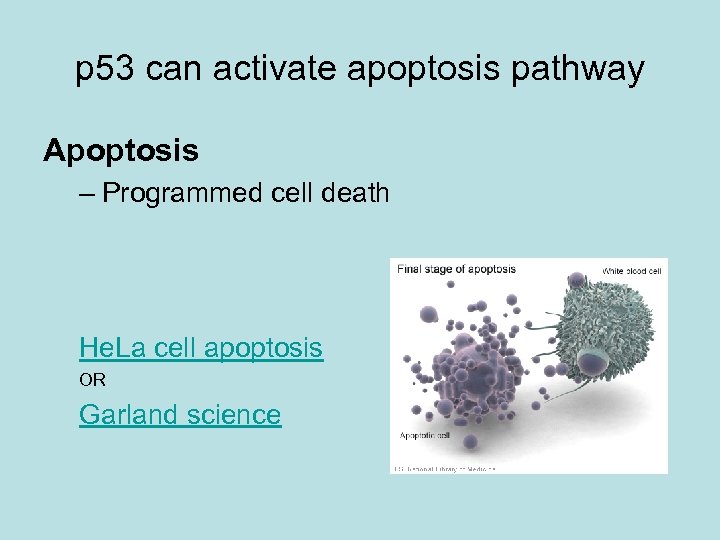 p 53 can activate apoptosis pathway Apoptosis – Programmed cell death He. La cell