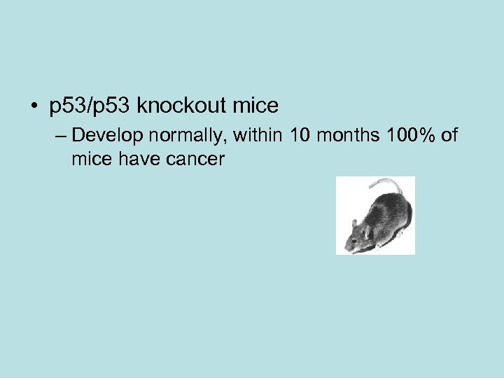  • p 53/p 53 knockout mice – Develop normally, within 10 months 100%