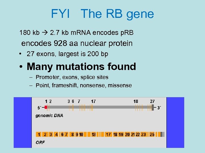 FYI The RB gene 180 kb 2. 7 kb m. RNA encodes p. RB